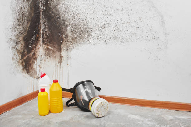 Best Commercial Mold Remediation in Honey Grove, TX