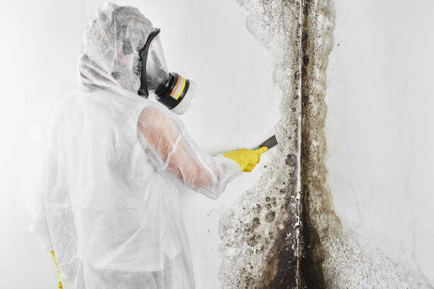 Best Crawl Space Mold Remediation in Honey Grove, TX