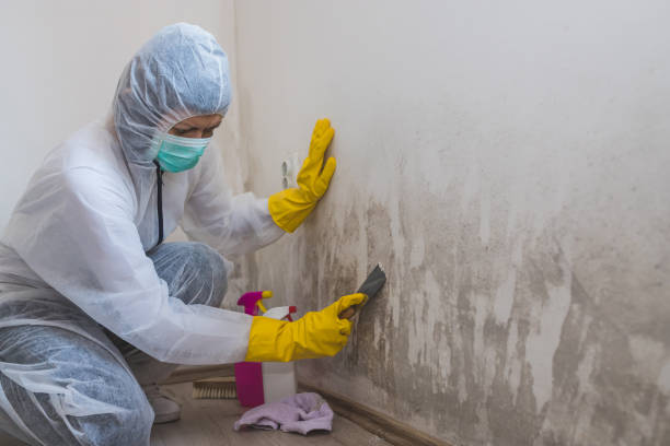 Best Basement Mold Remediation in Honey Grove, TX