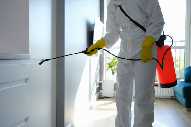 Best Mold Remediation for Schools in Honey Grove, TX