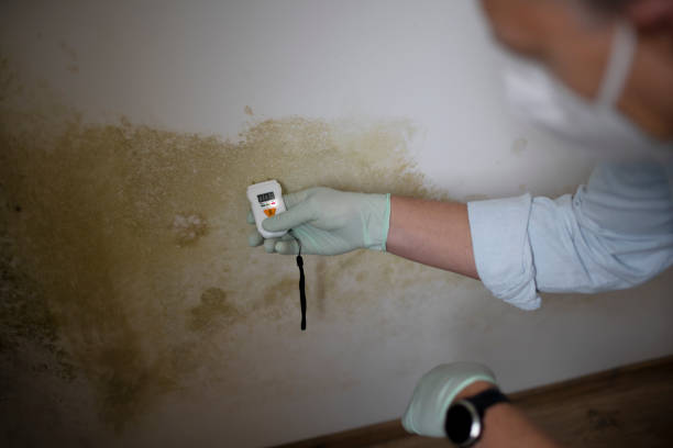 Best Mold Testing and Inspection Services in Honey Grove, TX