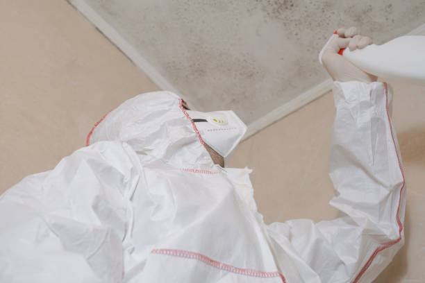 Best Insurance-Related Mold Remediation in Honey Grove, TX