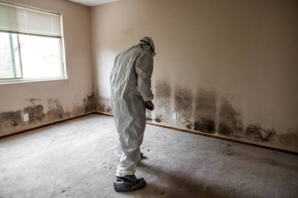 Best Preventive Mold Services in Honey Grove, TX