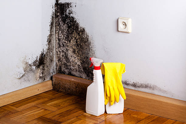 Best Commercial Mold Remediation in Honey Grove, TX