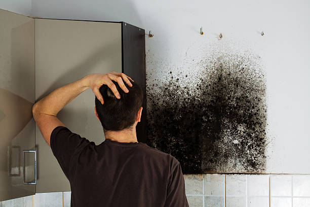 Best Residential Mold Remediation in Honey Grove, TX
