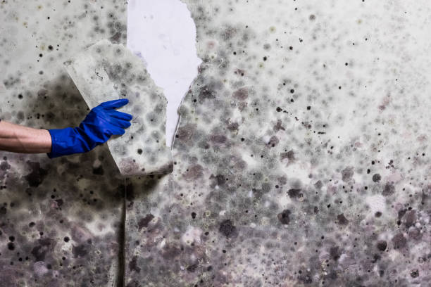 Best Commercial Mold Remediation in Honey Grove, TX